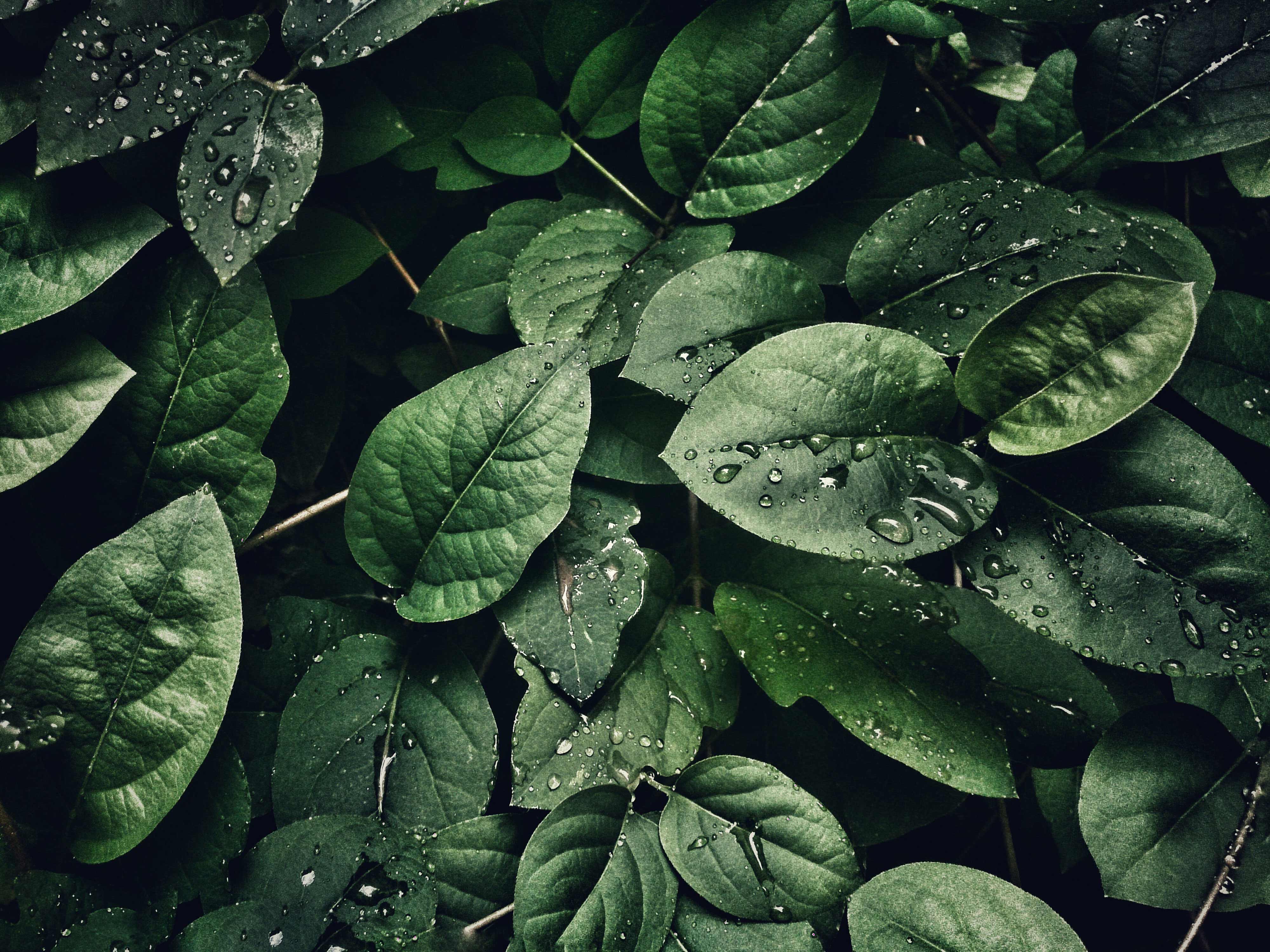 nature background
